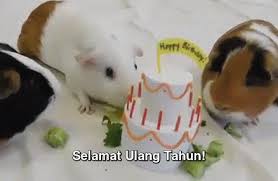 Caption kata bijak harapan awal bulan juni 2021: Selamat Ulang Tahun Gif Happybirthday Selamatulangtahun Ultah Discover Share Gifs