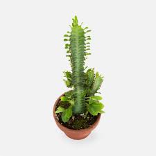 Image result for Euphorbia transvaalensis
