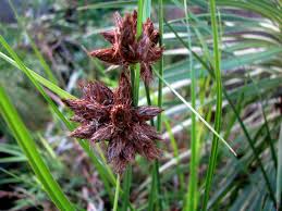 Image result for Bolboschoenus