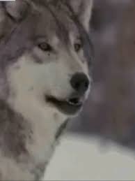 Beautiful white wolves wolves photo 32683870 fanpop. White Wolf Gifs Get The Best Gif On Giphy