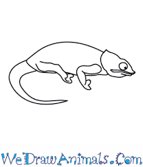 How to draw a chameleon easy. How To Draw A Chameleon