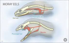 Moray Eels Are The Real Life Version Of The Xenomorphs Fish Anatomy Moray Eel Stingray Fish