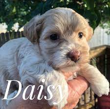 Maybe you would like to learn more about one of these? Yorkie Poo Puppies For Sale In Texas