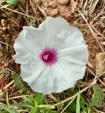 Image result for Ipomoea vernalis