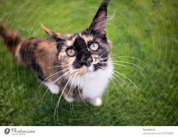 This breed is also known as persian longhair in some english countries. Calico Maine Coon Kitten Portrait A Royalty Free Stock Photo From Photocase