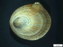 Image result for Patella aspera