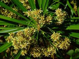 Image result for Priva flabelliformis