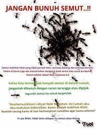 Kulit telur adalah satu lagi petua halau semut yang anda boleh cuba. Jangan Bunuh Semut Kata Kata Indah Kutipan Agama Kutipan Pengetahuan