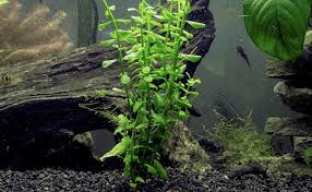 Whether you're guiding guests to your front door or are illuminating a beautifully decorated dinner table, the possibilities to light up your surroundings are seemingly endless. 10 Best Aquatic Plants Freshwater Aquarium Plants