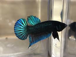 Live Betta Fish Wild Imbellis Fighter Male Imported M 6 Betta Fish Ideas Of Betta Fish Bettafish Live Betta Fish Wil Betta Fish Betta Fish For Sale