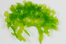 Image result for Lomariopsis