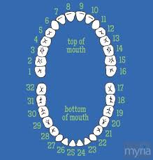 How Do Dentists Number Teeth Myria