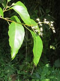 Image result for Apodytes dimidiata