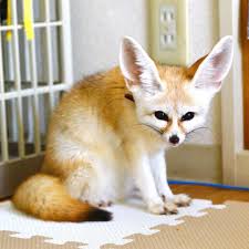 ©2020 fox news network, llc. Fennec Fox For Sale Fennec Fox As Pets Fennec Fox For Sale Near Me Benny S Fennec Fox