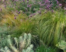 Image result for Sporobolus