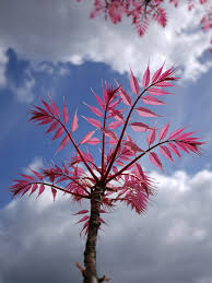 Image result for Toona