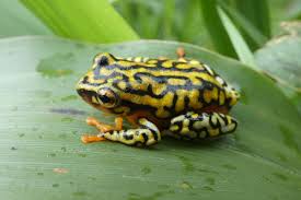 Image result for Habenaria uncicalcar