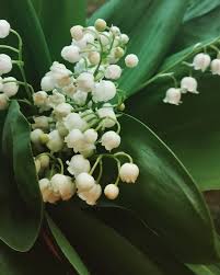Lily Of The Valley Meaning Discover The Symbols And The History Behind It
