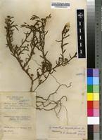Image result for Sphaeranthus chandleri