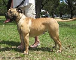 These lovable south african boerboel puppies are a guardian dog breed with a loyal & valiant personality. Pine Ridge Boerboels