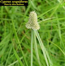 Image result for Cyperus kirkii