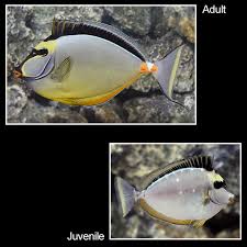 Sixty two marine aquarium is an aquarium design company that offers a wonderful design and concept of indoor aquarium for your residential and commercial buildings in klang valley and kuala lumpur, malaysia. Naso Tang Saltwater Aquarium Fish For Marine Aquariums