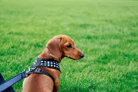 A harness chest strap should also never go across the dog's shoulder joint because it will inhibit the dog's shoulder stride and thus their leg length stride. How To Put A Harness On A Dog Great Pet Care
