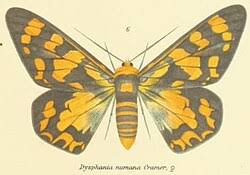 Image result for Dysphania