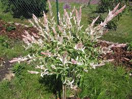 Sie kann als strauch oder hochstamm gezogen werden. Harlekinweide Zierweide Hakuro Nishiki Salix Integra Hakuro Nishiki Baumschule Horstmann