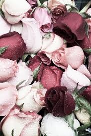 Benefits Of Rose Water Flower Wallpaper Petals Floral