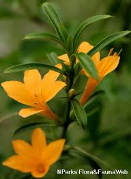 Image result for Barleria setosa