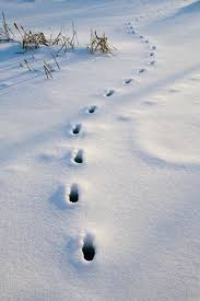 Animal Tracks In Snow Lovetoknow Animal Tracks In Snow Animal Tracks Fox Tracks In Snow
