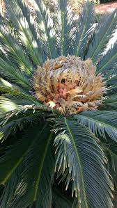 Image result for Cycadaceae