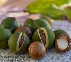 Image result for Macadamia aff. integrifolia