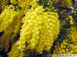 Mimosa D Hiver Acacia Dealbata Mimosa Le Mimosa Arbres Et Arbustes