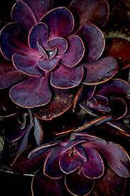 That is the healing power of flowers, and especially the color of the flower matters. Pin On Purplepinning