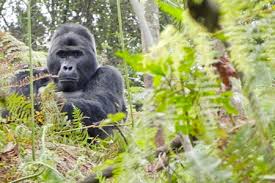 Image result for Mimulopsis arborescens