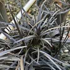 Image result for Ophiopogon