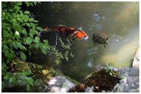 Our company builds koi pond to cater for your needs. Ijerph Free Full Text Listening To Japanese Gardens An Autoethnographic Study On The Soundscape Action Design Tool Html