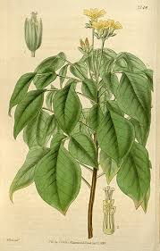 Image result for Oxalis barrelieri