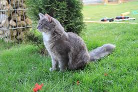 Katzen Freilauf Gehege Zaun Netz Sicherer Auslauf Fur Die Kleinen Bauanleitung Zum Selberbauen 1 2 Do Com Deine Heimwerker Commu Katzen Katze Zaun Gehege