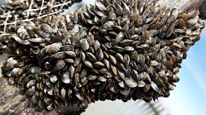 _ * tarbot & bouchot mosselen, madras maïs curry, kropsla, groene erwtjes coulis. Les Moules De Bouchot Tourisme Bretagne