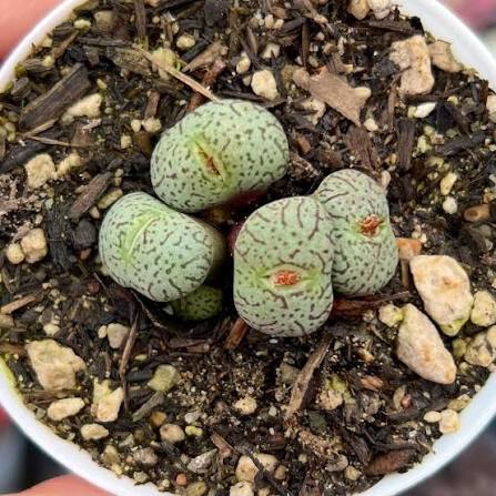 Conophytum Wittebergense / Rare Korean Succulent - Etsy