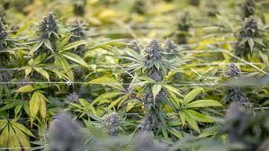 Get the latest aphria inc. Marijuana Stocks Canada Oks Aphria Production Boost As Black Market Hangs On Investor S Business Daily