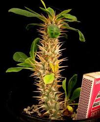 Image result for Euphorbia didiereoides