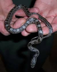 Mitchell university of richmond some young snakes. The 10 Most Commonly Seen Snakes In Dc Metro Area Reptiles Alive