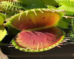Maybe you would like to learn more about one of these? Venus Flytrap Dionaea Muscipula Big Tomato Darwin S Atelier