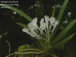 Image result for Podangis dactyloceras