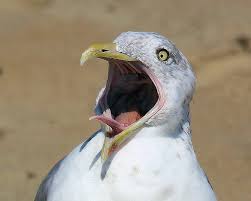Bird With Big Mouth Big Mouth Bird At Ocmd Girls Beach Trip Ocean City Maryland Beach Trip