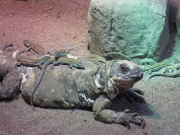 It also feeds on insect larvae, spiders, crickets, flies, and small grasshoppers. San Esteban Island Chuckwalla And Desert Grassland Whiptail Lizards Zoochat